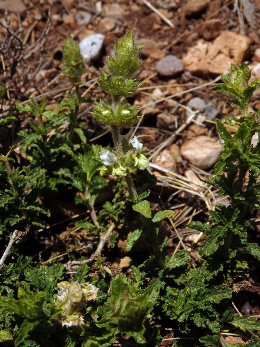 Hojník horní (Sideritis hirsuta L.)