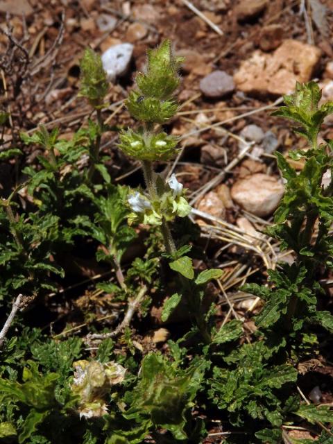 Hojník horní (Sideritis hirsuta L.)