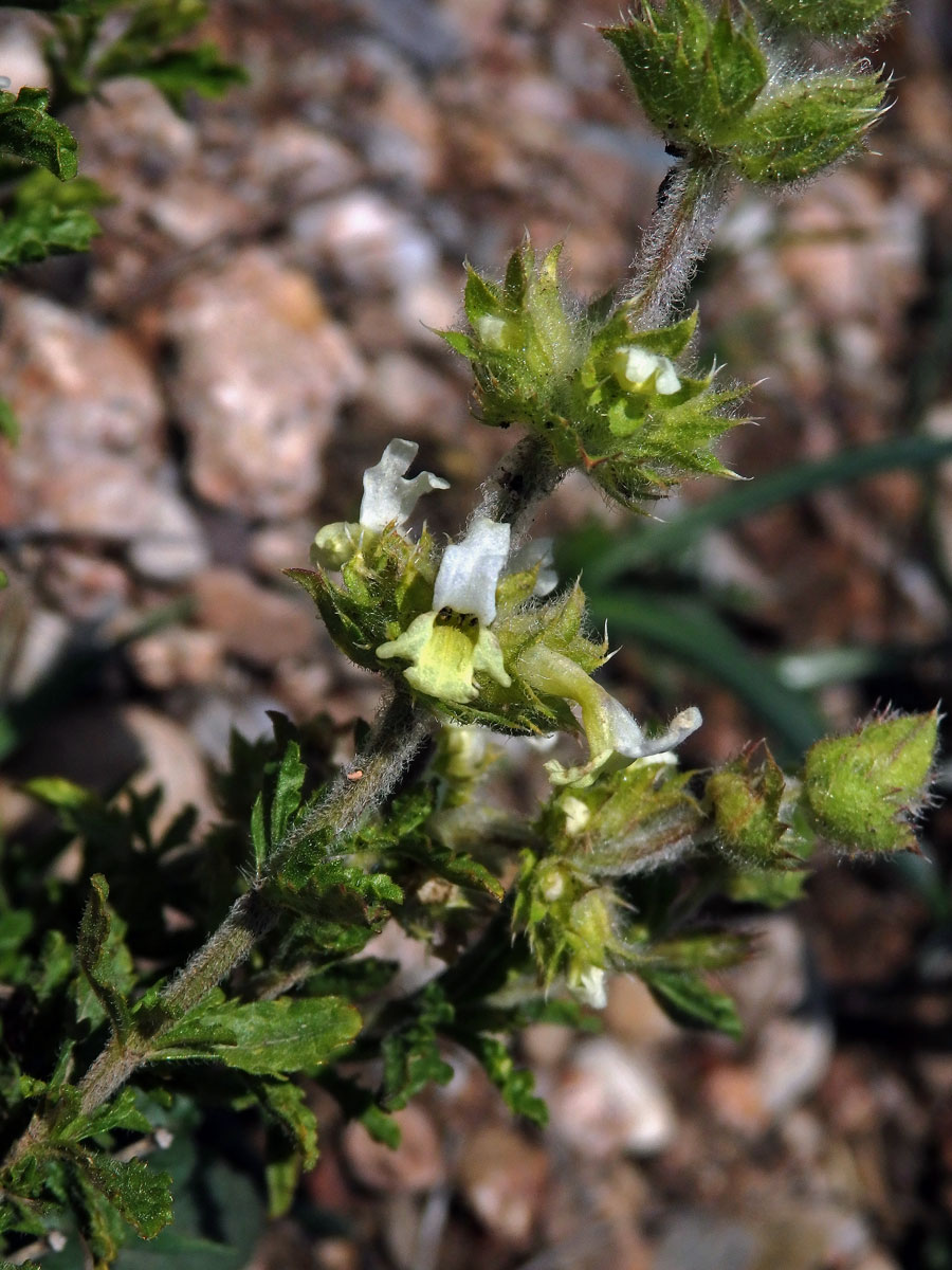 Hojník horní (Sideritis hirsuta L.)