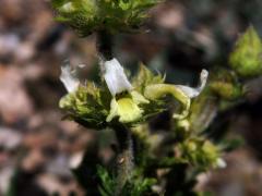 Hojník horní (Sideritis hirsuta L.)