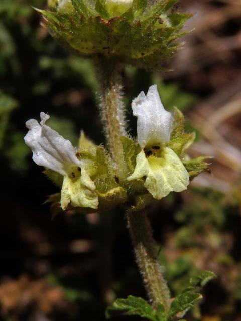 Hojník horní (Sideritis hirsuta L.)