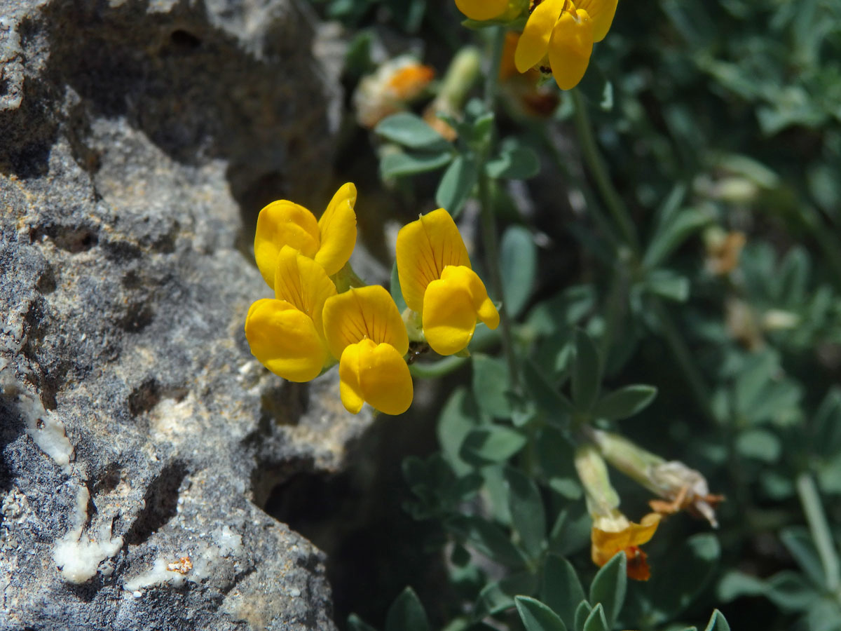 Štírovník (Lotus creticus L.)