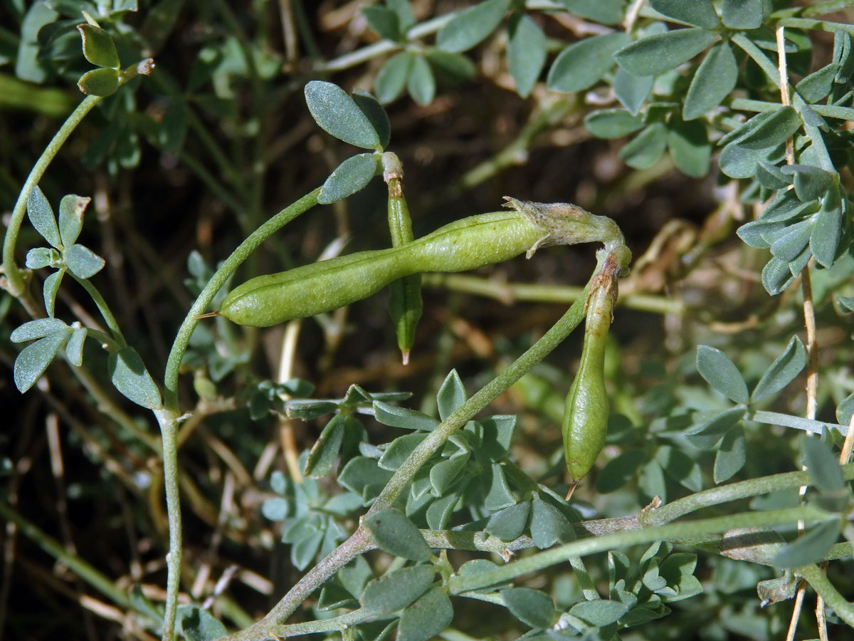 Štírovník (Lotus creticus L.)