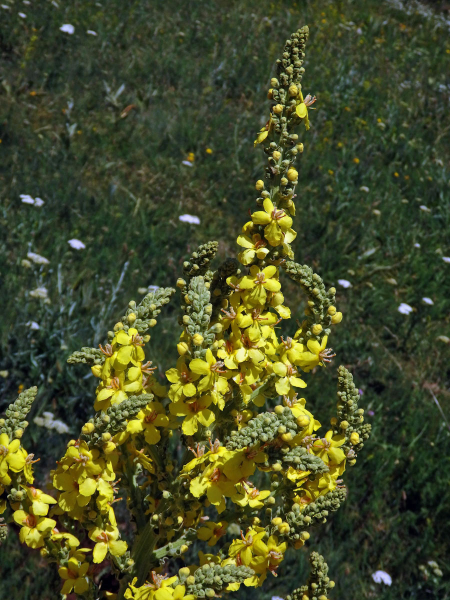 Divizna (Verbascum longifolium Ten.)