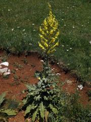 Divizna (Verbascum longifolium Ten.)