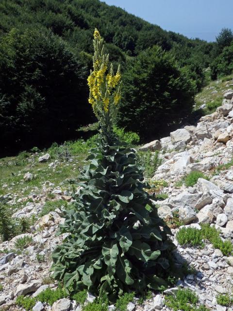 Divizna (Verbascum longifolium Ten.)