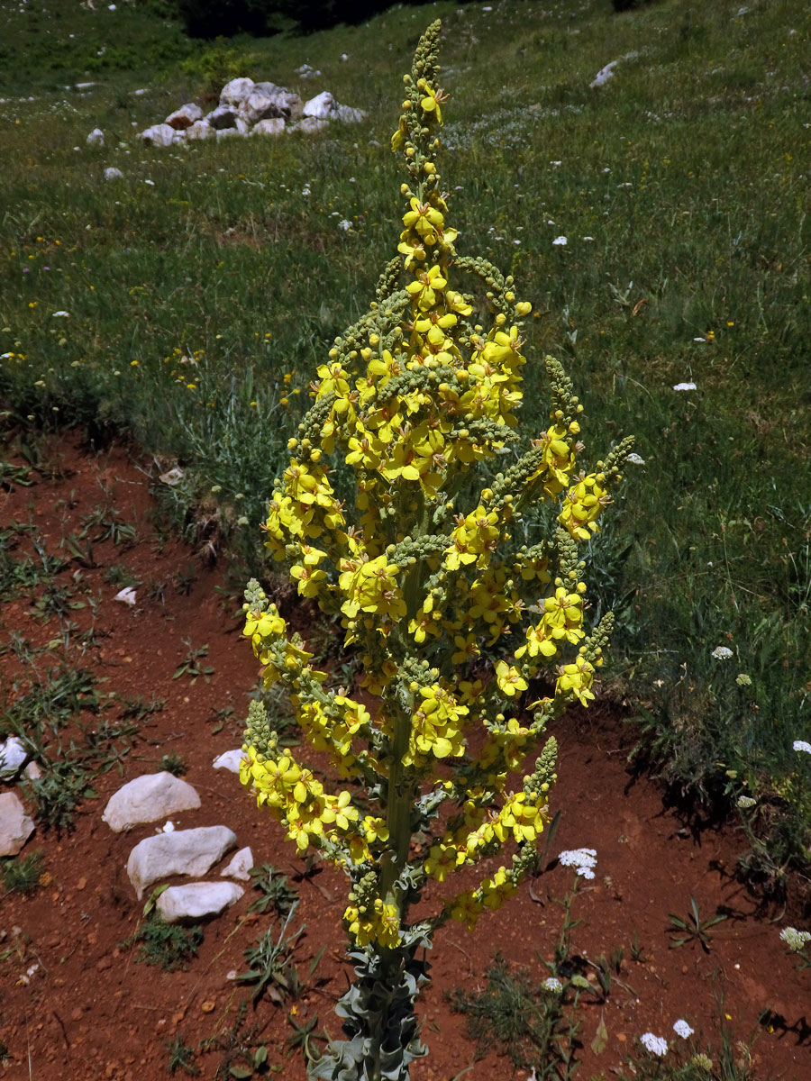 Divizna (Verbascum longifolium Ten.)