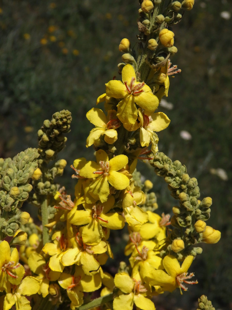 Divizna (Verbascum longifolium Ten.)