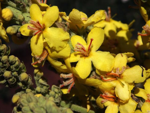 Divizna (Verbascum longifolium Ten.)