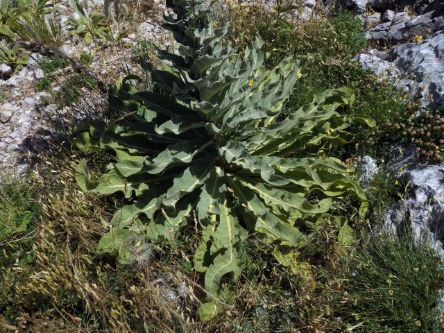 Divizna (Verbascum longifolium Ten.)