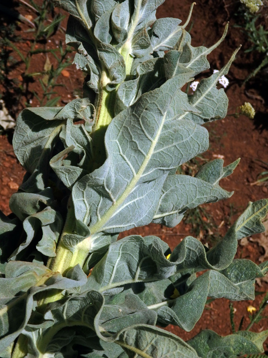 Divizna (Verbascum longifolium Ten.)