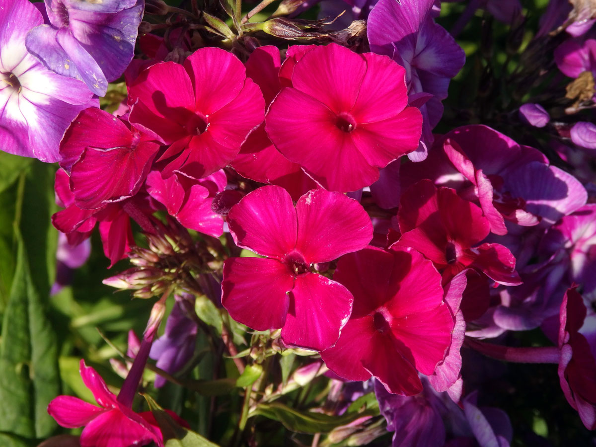 Plamenka latnatá (Phlox paniculata L.) s čtyřčetným květem (24)