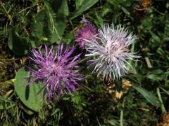 Chrpa luční (Centaurea jacea L.) - květenství světle růžové barvy (1a)