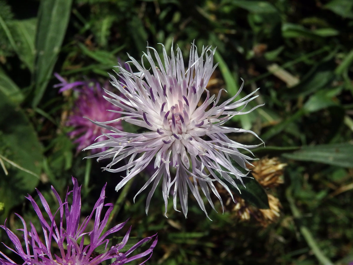 Chrpa luční (Centaurea jacea L.) - květenství světle růžové barvy (1b)