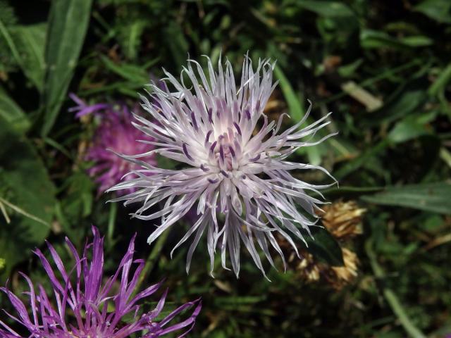 Chrpa luční (Centaurea jacea L.) - květenství světle růžové barvy (1b)