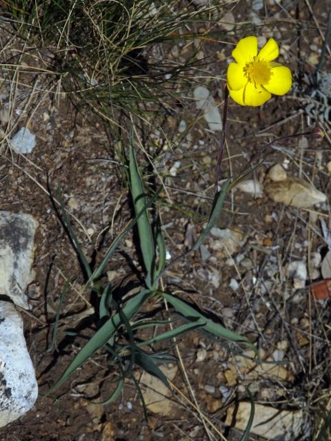 Pryskyřník (Ranunculus gramineus L.)