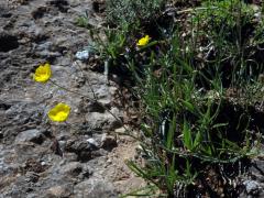 Pryskyřník (Ranunculus gramineus L.)