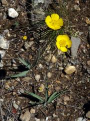 Pryskyřník (Ranunculus gramineus L.)