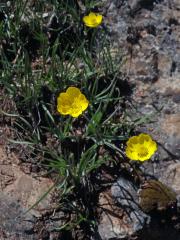 Pryskyřník (Ranunculus gramineus L.)