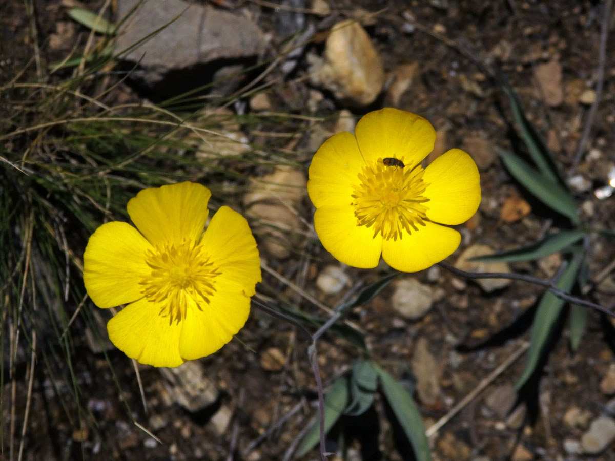 Pryskyřník (Ranunculus gramineus L.)