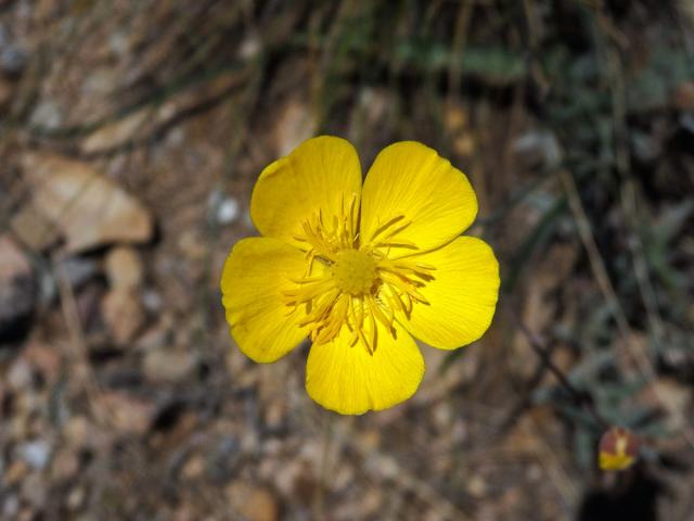 Pryskyřník (Ranunculus gramineus L.)