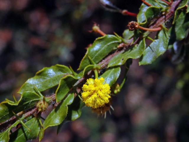 Akácie (Acacia paradoxa DC.)