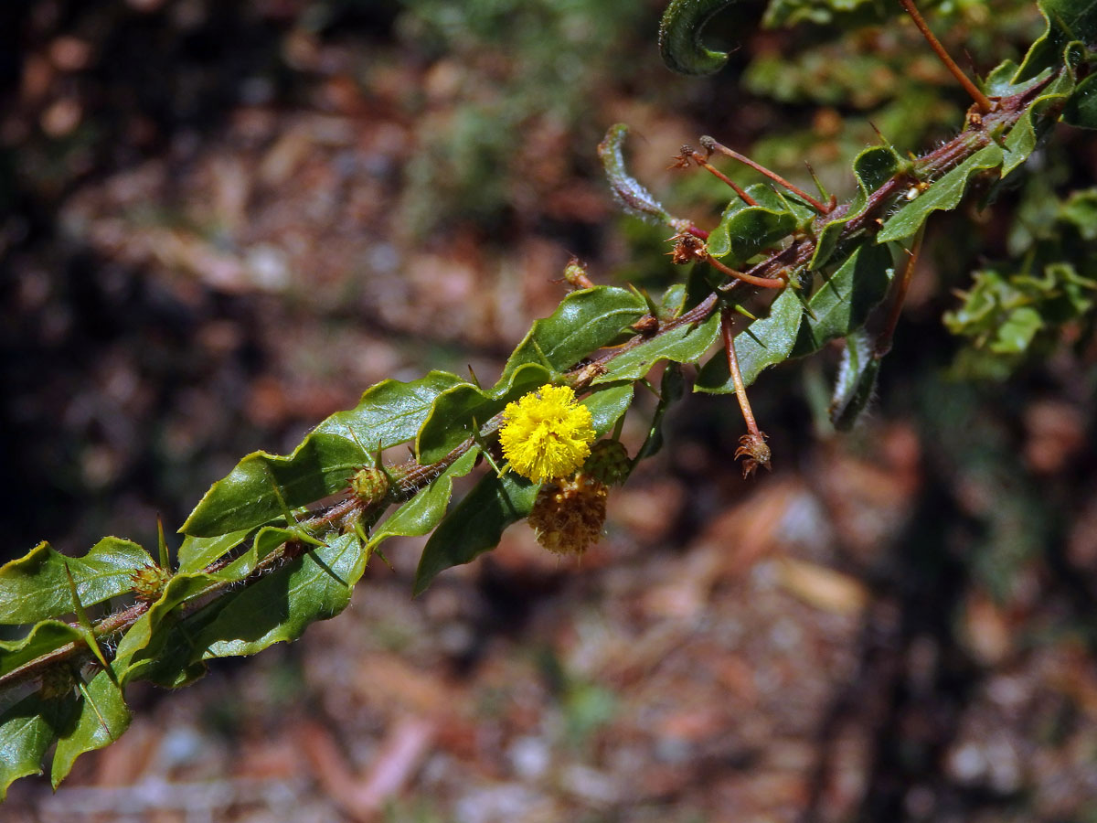 Akácie (Acacia paradoxa DC.)