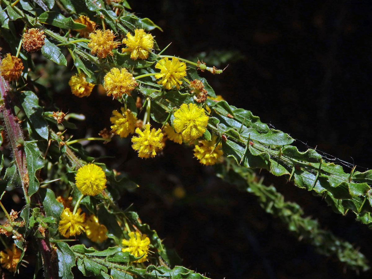 Akácie (Acacia paradoxa DC.)