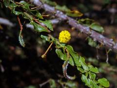 Akácie (Acacia paradoxa DC.)