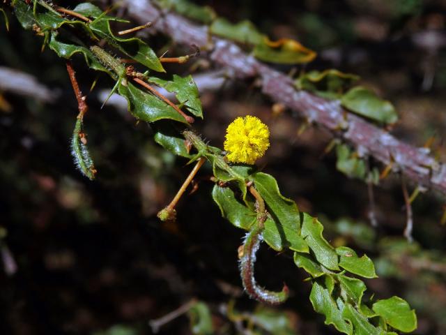 Akácie (Acacia paradoxa DC.)