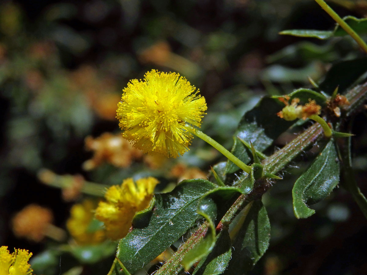 Akácie (Acacia paradoxa DC.)