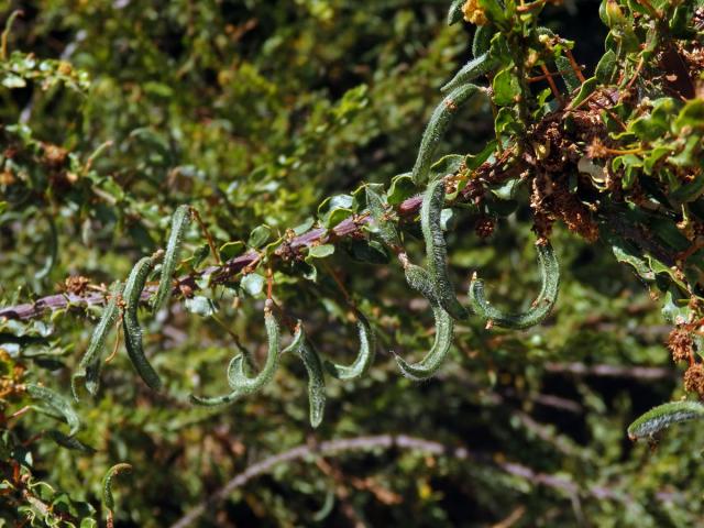 Akácie (Acacia paradoxa DC.)