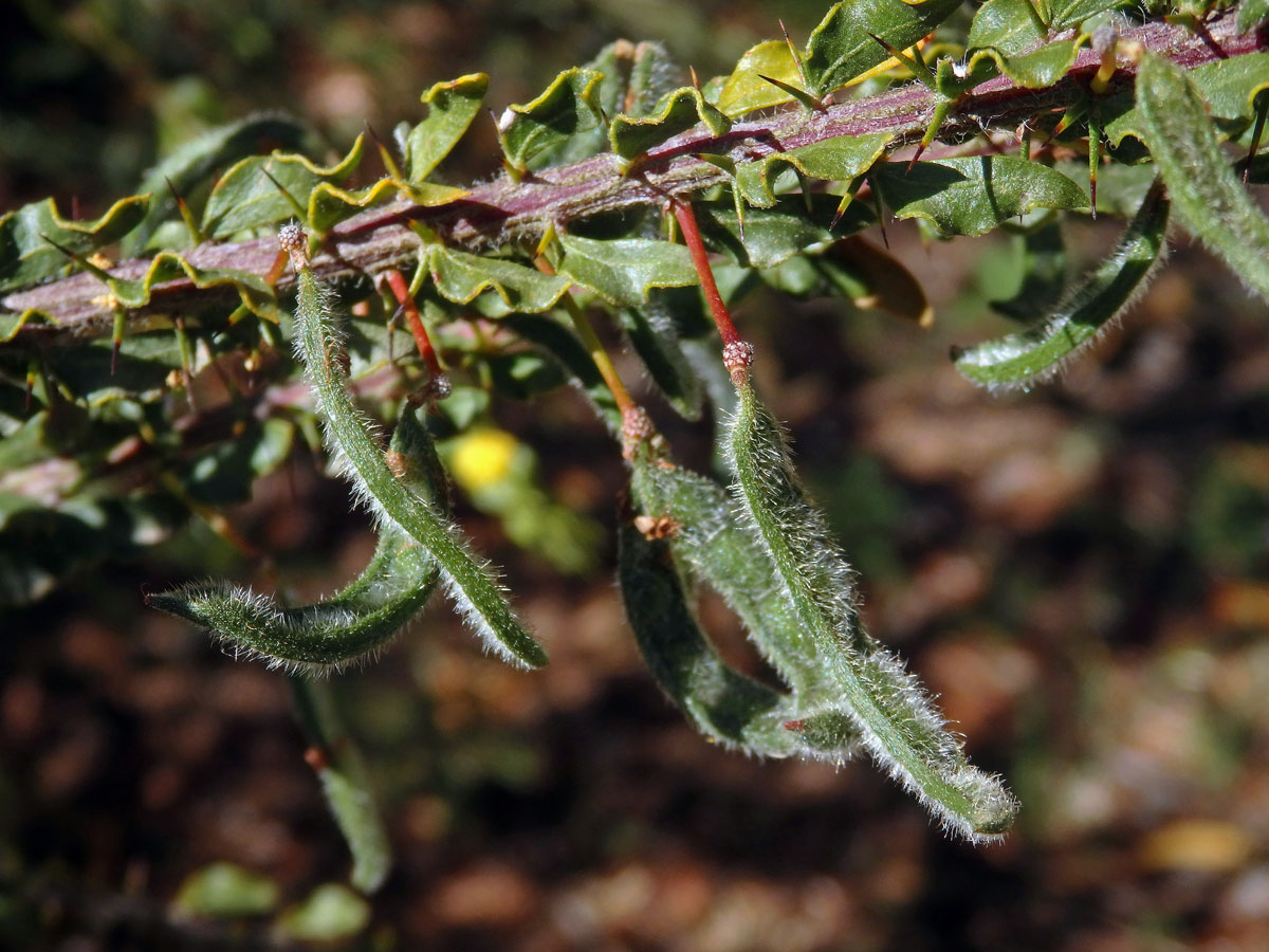 Akácie (Acacia paradoxa DC.)