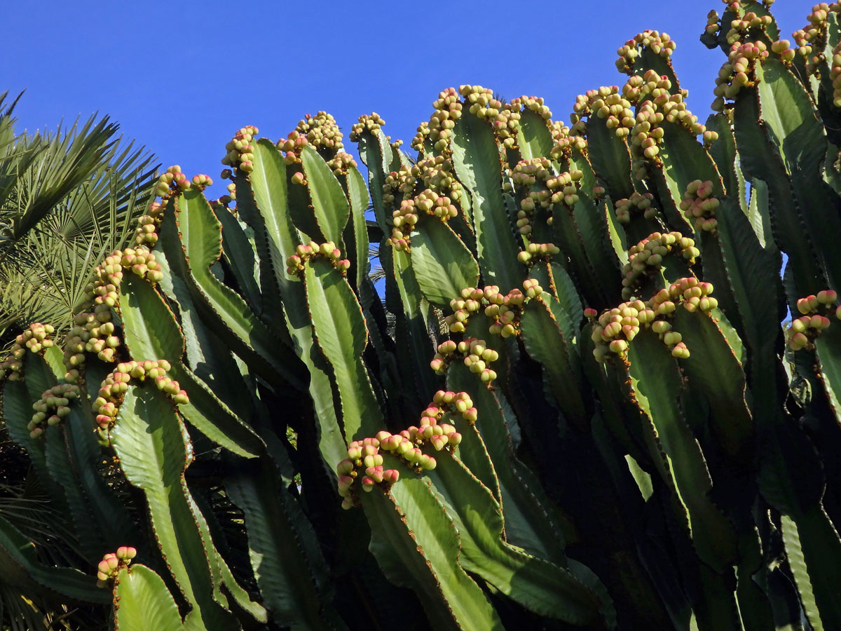 Pryšec (Euphorbia ingens E. Mey ex Boiss.)