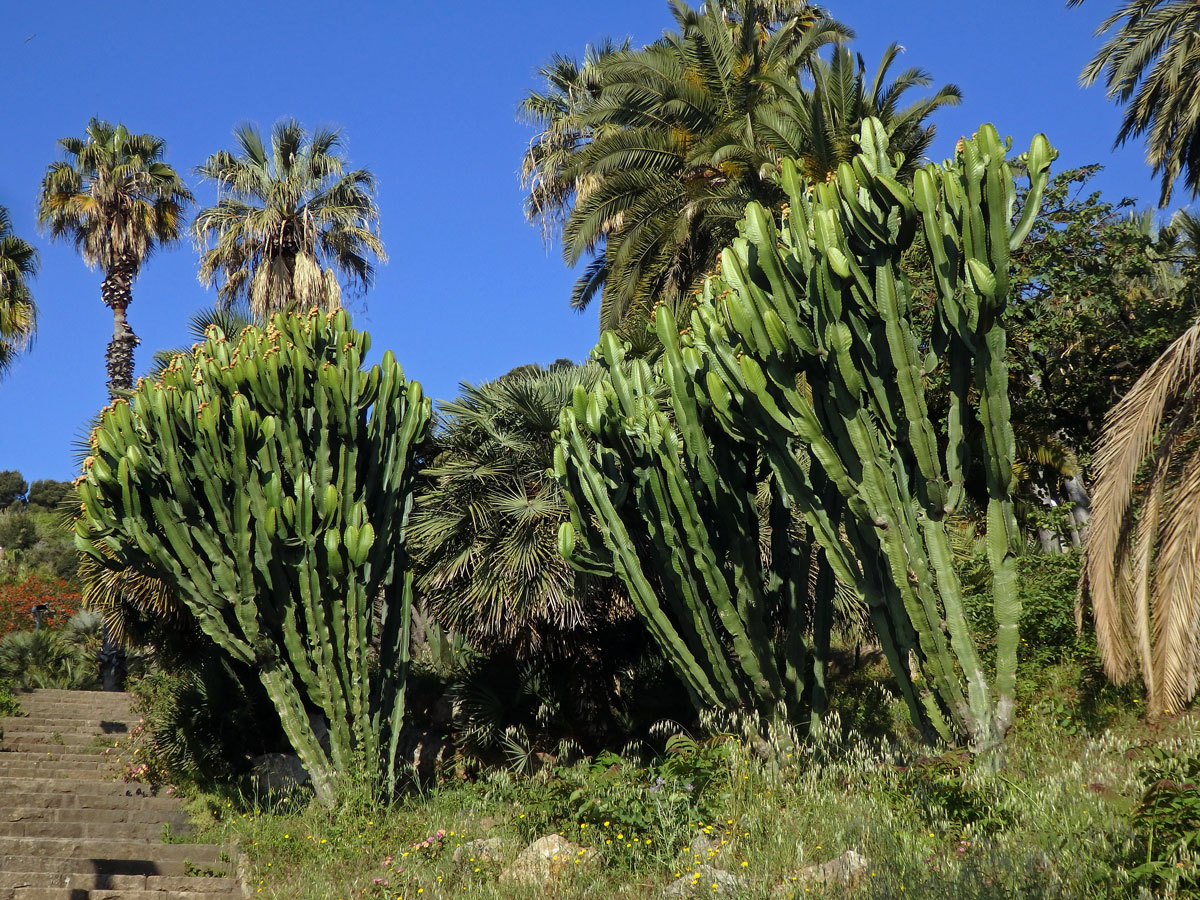 Pryšec (Euphorbia ingens E. Mey ex Boiss.)