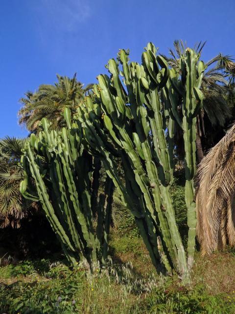 Pryšec (Euphorbia ingens E. Mey ex Boiss.)