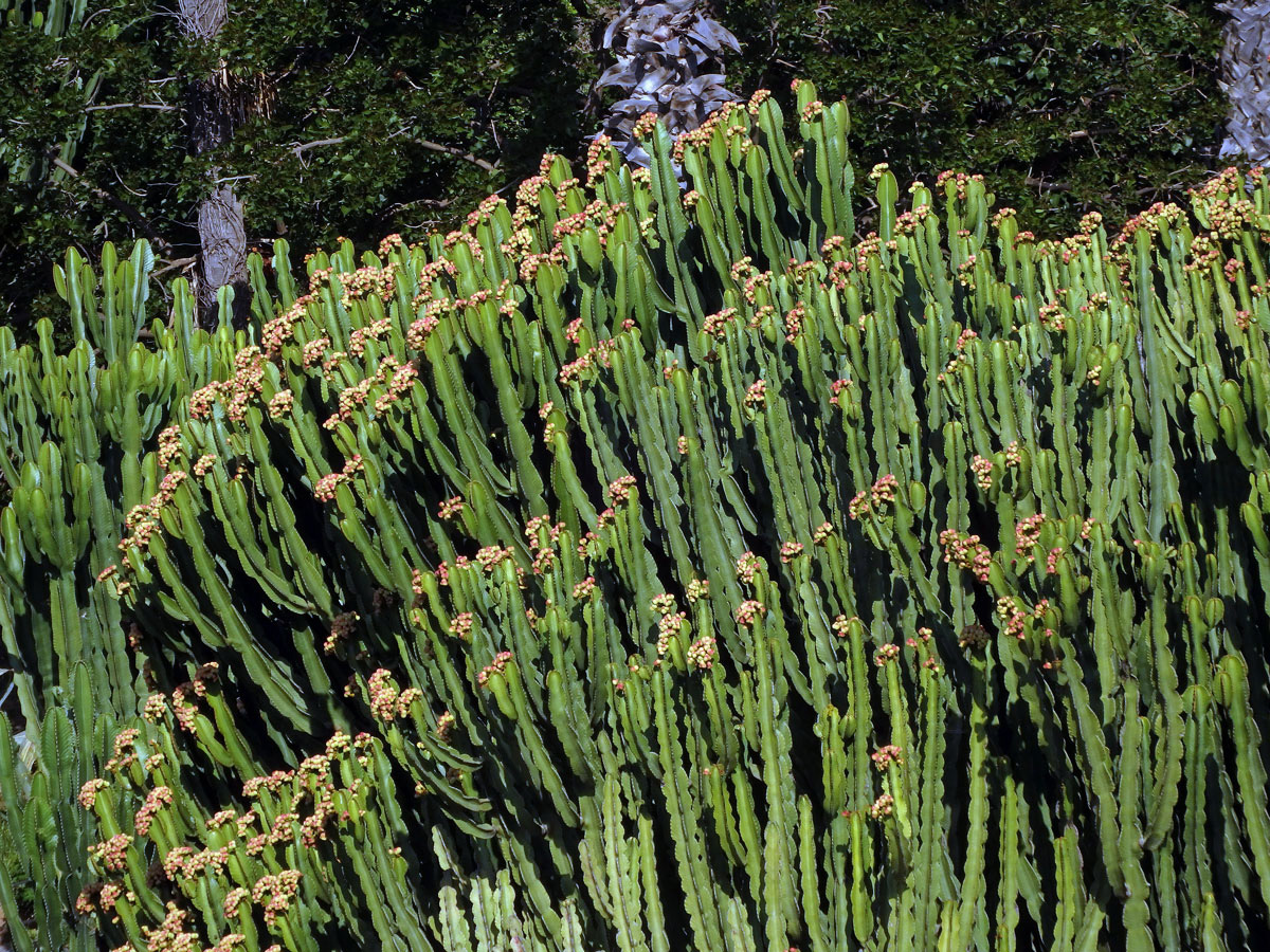 Pryšec (Euphorbia ingens E. Mey ex Boiss.)