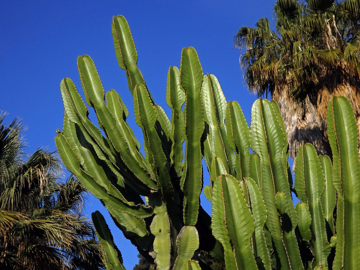 Pryšec (Euphorbia ingens E. Mey ex Boiss.)