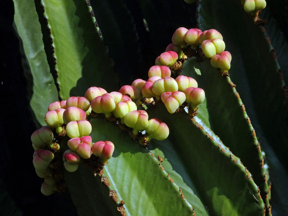 Pryšec (Euphorbia ingens E. Mey ex Boiss.)