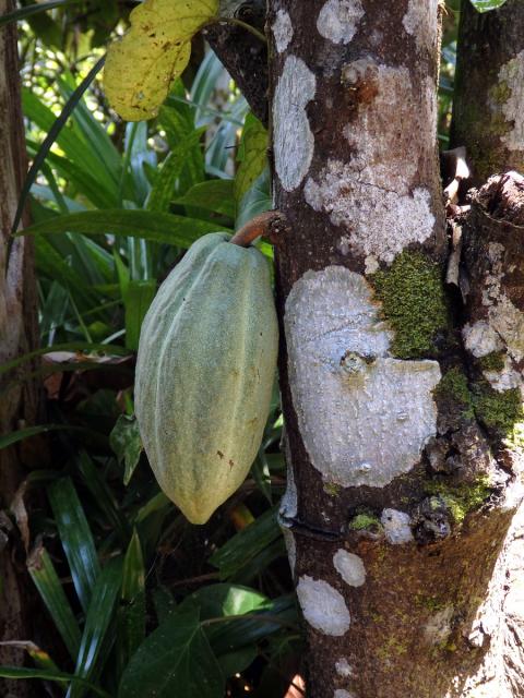 Kakaovník pravý (Theobroma cacao) L.