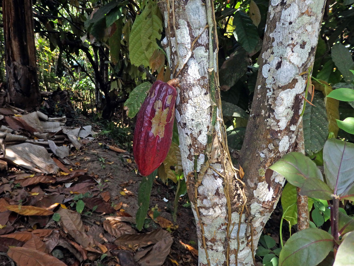 Kakaovník pravý (Theobroma cacao) L.