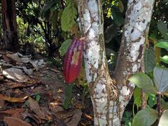 Kakaovník pravý (Theobroma cacao) L.