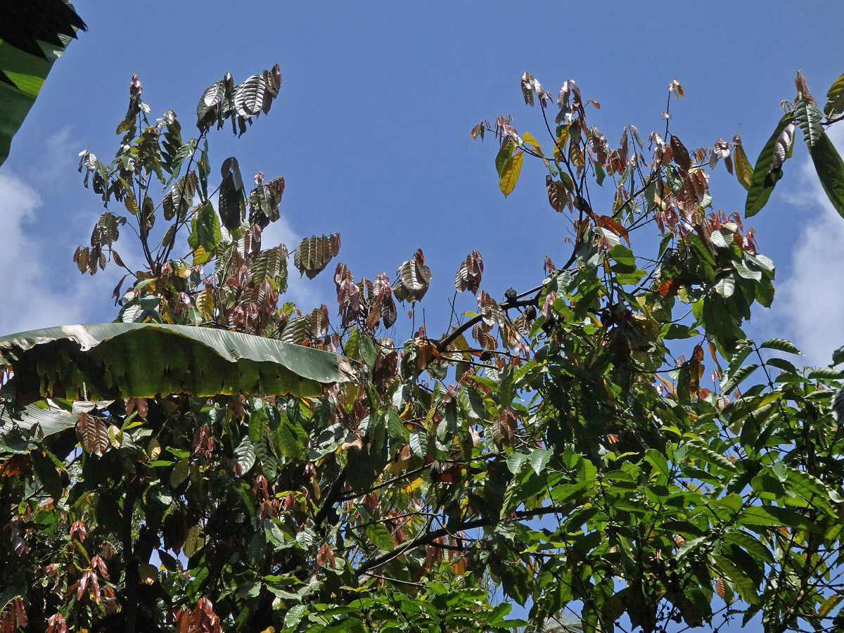 Kakaovník pravý (Theobroma cacao) L.