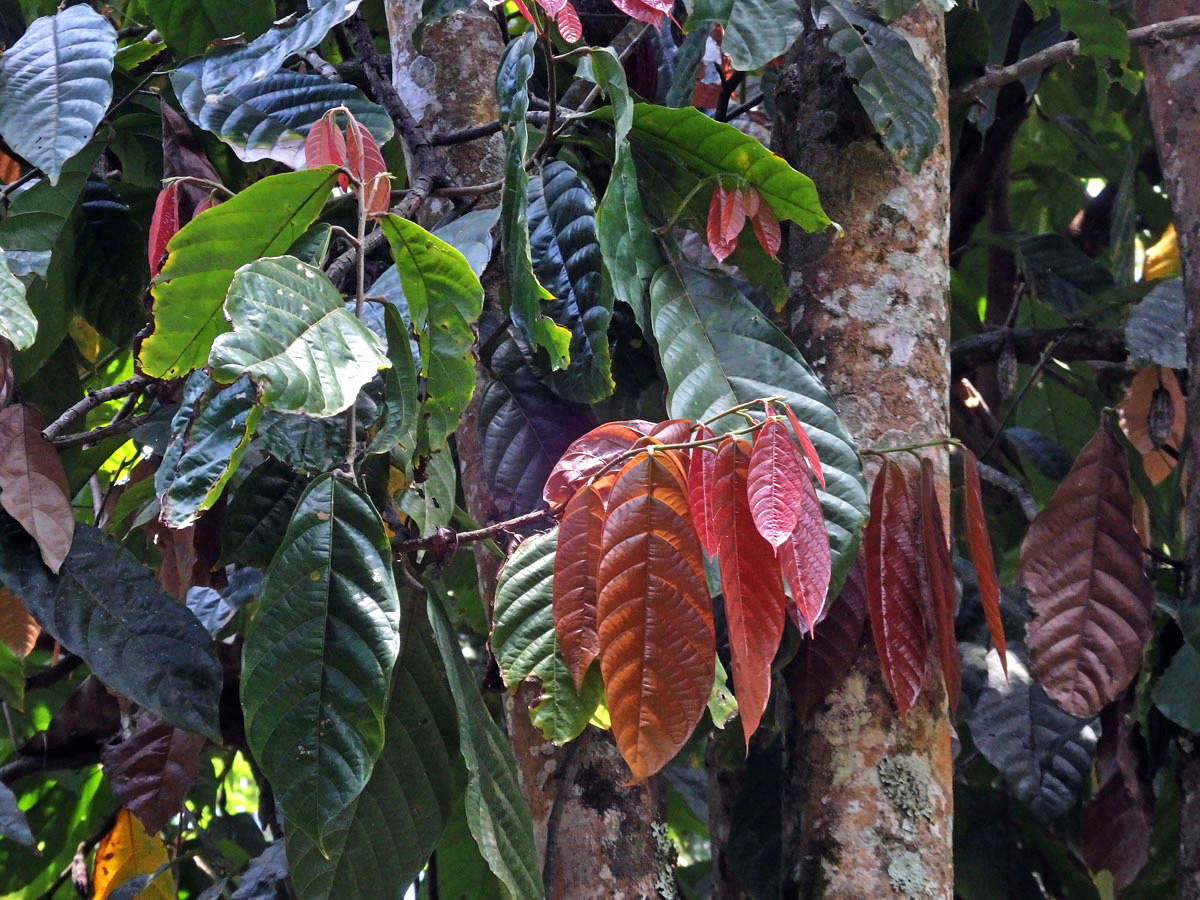 Kakaovník pravý (Theobroma cacao) L.