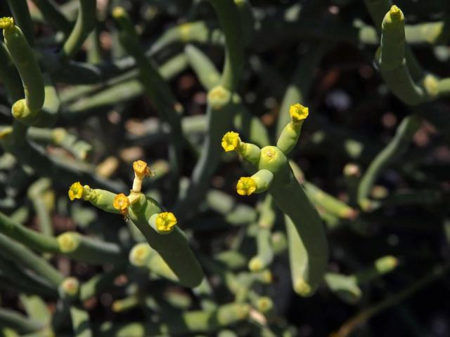Pryšec (Euphorbia aphylla Brouss.)