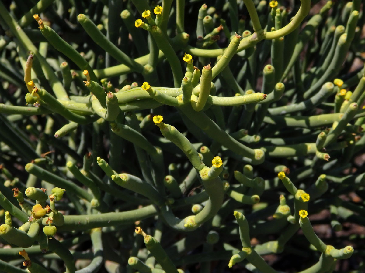 Pryšec (Euphorbia aphylla Brouss.)