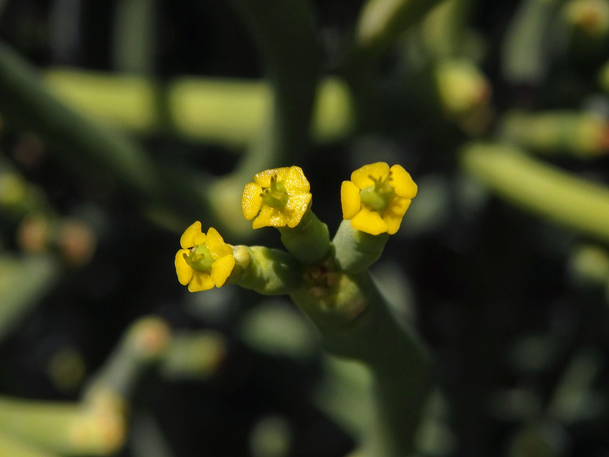 Pryšec (Euphorbia aphylla Brouss.)