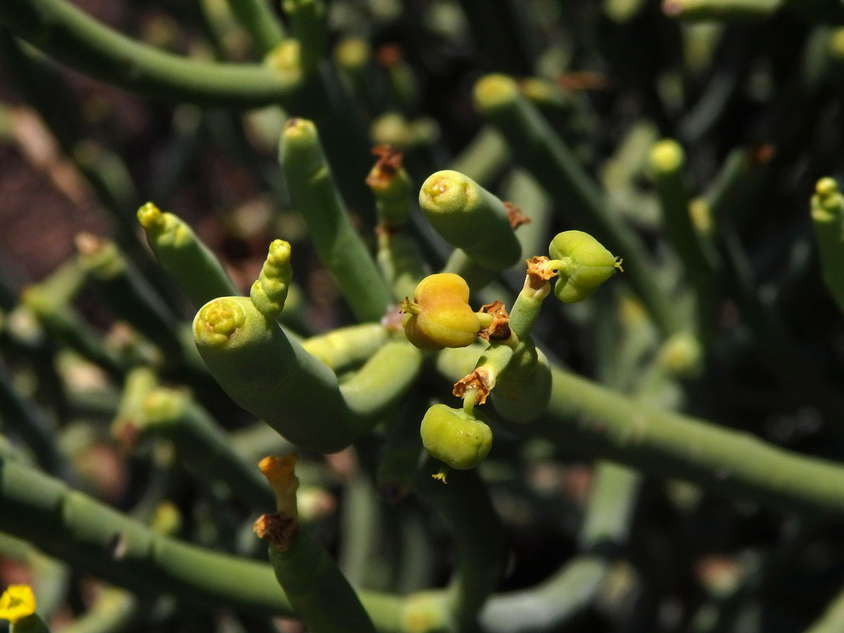 Pryšec (Euphorbia aphylla Brouss.)