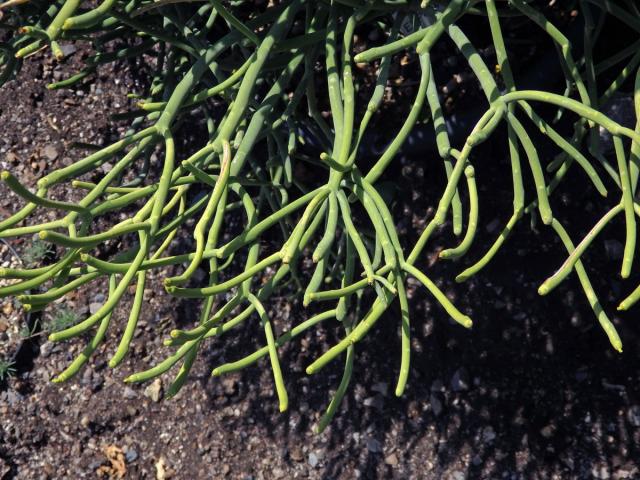 Pryšec (Euphorbia aphylla Brouss.)