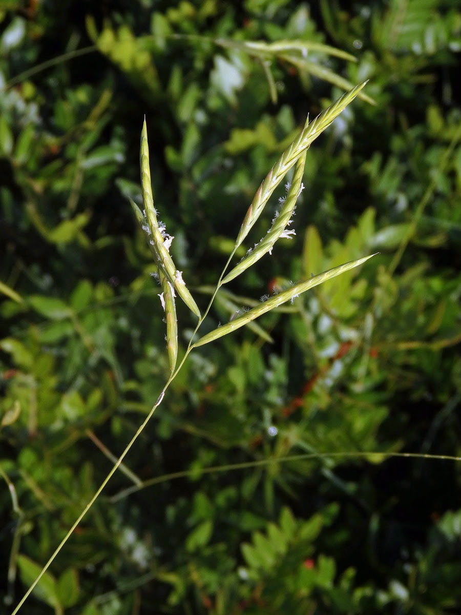 Válečka (Brachypodium retusum (Pers.) P. Beauv.)